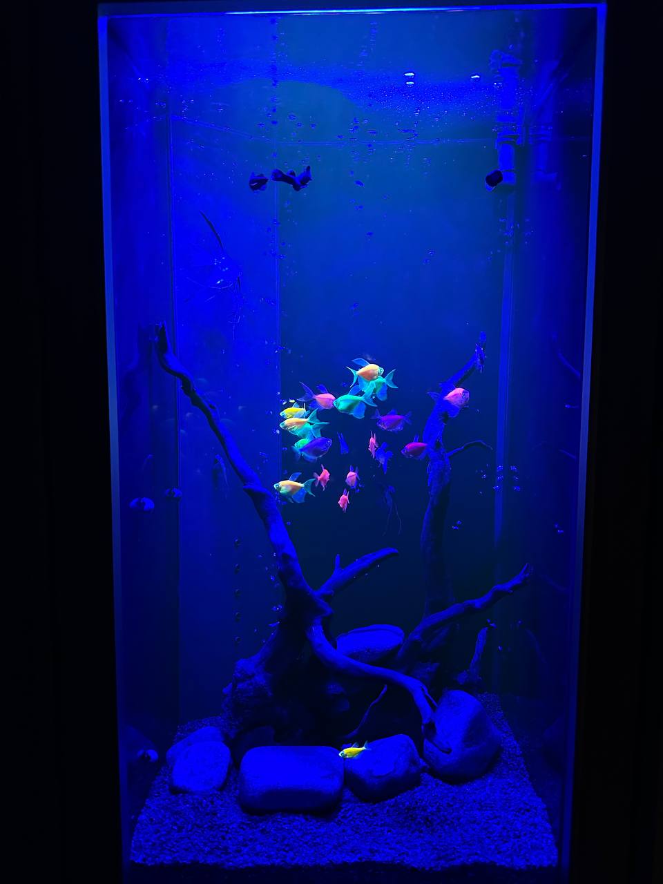 Элегантный встроенный аквариум-картина с флуоресцентными GloFish 70л - фото 4